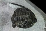 Bargain, Cornuproetus Trilobite Fossil - Issoumour, Morocco #164743-2
